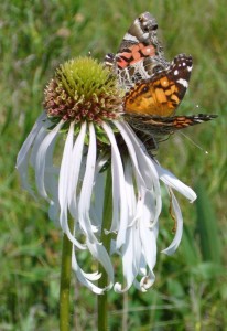 Painted Lady Butterflies on Echinacea M