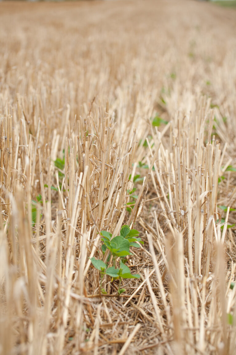 Accelerating Regenerative Agriculture in IL