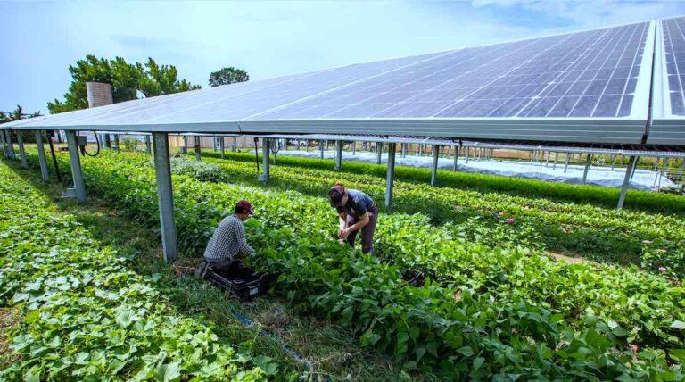 Growing Food and Energy: Agrivoltaics