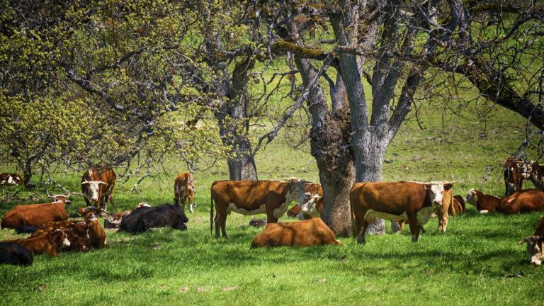 Accelerating Regenerative Agriculture