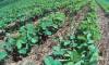 Sustainable Agriculture