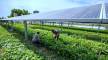 Jack's Solar Garden